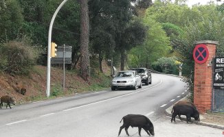 A cyclist finds a wild boar and decides to "fight" it with his bike