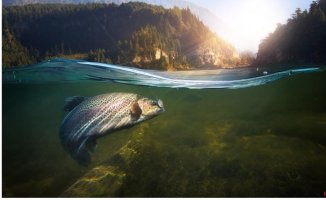 Rivers are warming and losing oxygen: a danger that affects not only fish