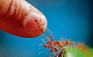 The aggressive red fire ant is established in Europe