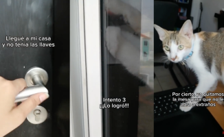 He leaves the keys at home and gets his cat to open the window for him: "Too smart"