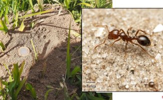 The dangerous and aggressive red fire ant has already established its first nests in Europe
