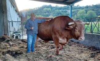 A Hong Kong restaurant chain acquires a gigantic Galician ox for 30,000 euros