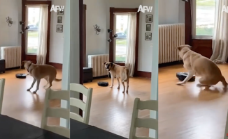The funny scare of a dog that is surprised by a vacuum cleaner: "Even I was scared"