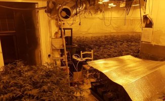 Mossos and Guàrdia Urbana dismantle a flat with 300 marijuana plants in l'Hospitalet