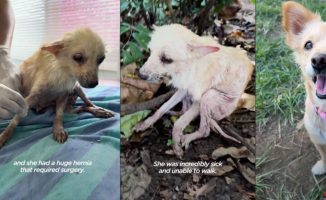 The incredible physical change of an abandoned dog after being rescued by a woman