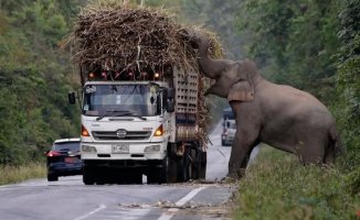 Thailand's elephants are learning to stop trucks to steal their cargo