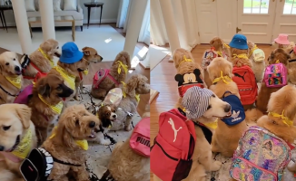 The surprising return to school of a family of dogs: "I would be happy working at that school"
