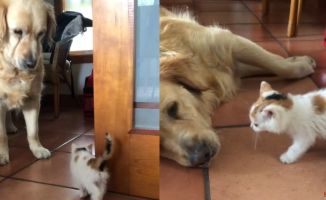 The tender reaction of a golden retriever to the arrival of a kitten home