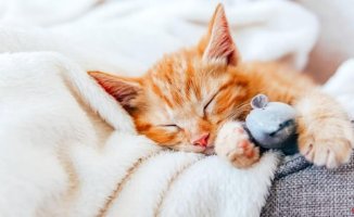 The surprising reason why your cat prefers to sleep with you