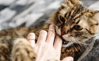 The incredible reason why a cat bites its owner, according to veterinary experts