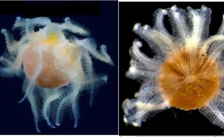 They discover the identity of a strange sea creature found in Japan after 5 years of studies
