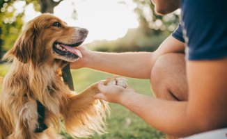 4 things you should consider before adopting a pet