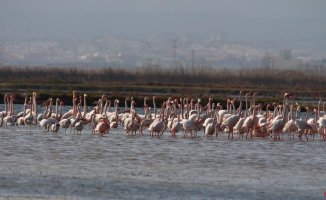 20,000 pairs of water birds breed in l'Albufera despite the deterioration of the coastal lagoons