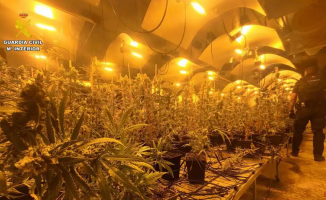 A marijuana plantation with 1,530 plants in a villa in Alicante has been dismantled