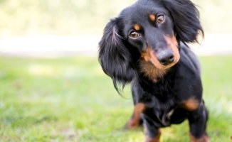 How to know if my dog ​​is stressed and what to do to treat it