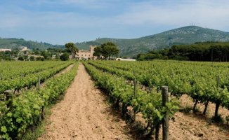 Torre del Veguer: enological eclecticism in the heart of the Penedès