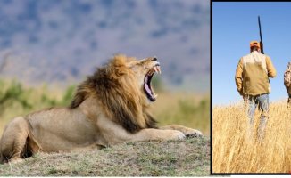 The lion's roar or the human voice? Study shows what animals are most afraid of