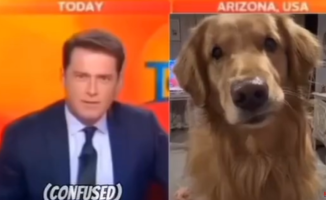 A Golden Retriever connects live with a television program and the presenter cannot contain his laughter: "I can't handle that face"