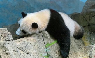 The gentle diplomacy of pandas