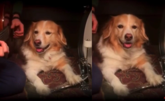 Maple, the dog who plays the drums to the rhythm of her owner's guitar chords: "what a blast"