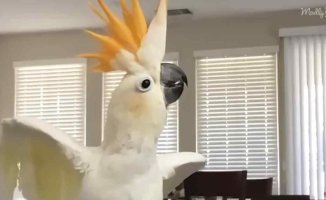 Doobie, the adorable cockatoo capable of beatboxing and following his owner everywhere