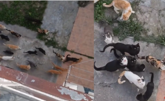 The rhythmic reaction of a colony of street cats every time a neighbor opens the window of their house