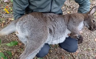 Four wallaby specimens intervened on a private property