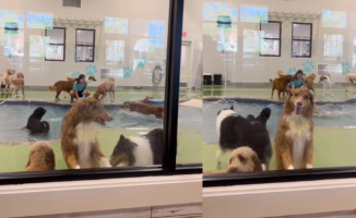The funny spa for dogs that "is better than for people": "I pay to see them"