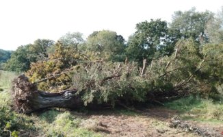Outrage in England: an ancient tree, a witness to the Battle of 'Hastings', is cut down