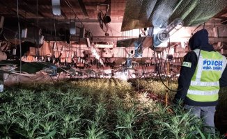 Three arrested in Arenys de Munt for managing a marijuana cultivation in Barcelona