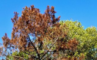 How does drought affect the color of trees?