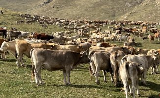 The more than 1,500 cows that have spent the summer on the Llessui mountain return to their stables