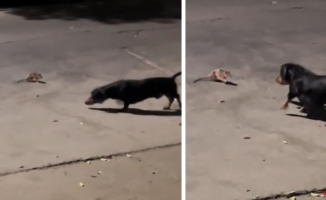 The unlikely fight between a dachshund and a street rat: "they are dancing ballet"