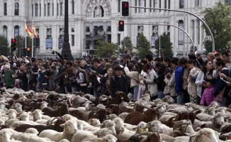 More than a thousand sheep and goats flood Madrid, herded for the first time by a woman