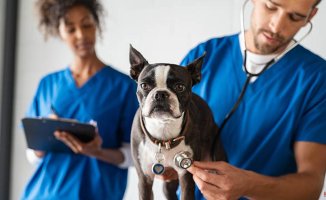 Sweden offers up to 3,000 euros salary for veterinarians in Spain