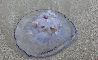 The autumn of the jellyfish in the Mediterranean