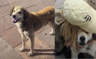 The emotional story of a stray dog ​​that chased a tourist for hours: "We couldn't leave him"