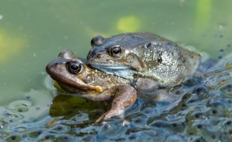 Female frogs pretend to be dead to avoid mating with males they are not attracted to