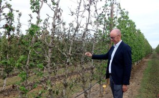 An IRTA study indicates that fruit trees without water for 4 months only survive if all the fruit is removed