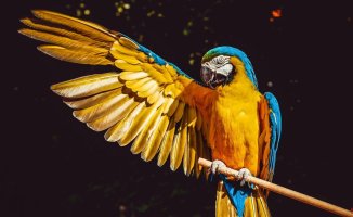 Follow these tips to teach your parrot to speak