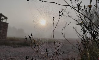 Teamwork between spiders and fog