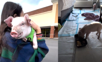 A girl rescues two little pigs and ends up sneaking them into a hotel