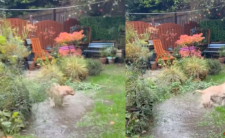 A golden retriever loses his mind and turns his garden into a pool party