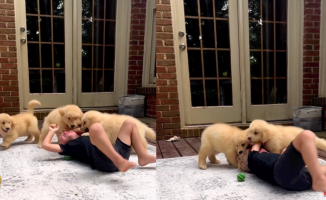 The contagious laughter of a child when 'attacked' by his Golden Retrievers: "This is what happiness looks like"