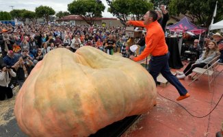 New record for the heaviest pumpkin in the world: more than 1,200 kilos