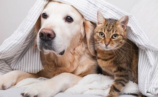 What do I do if I have pets prohibited by the new Animal Welfare Law?