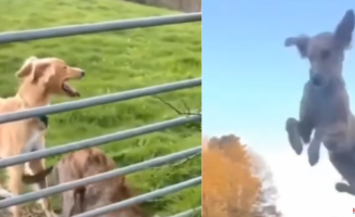 The incredible jump of a dog to jump a fence doing the "dogcopter"