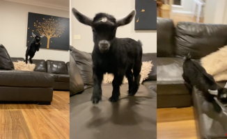 A baby goat goes crazy jumping on the couch: "The neighbors will be happy"