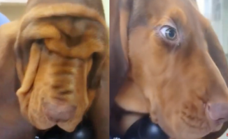 The curious dog whose skin shape makes him look older: "You took 100 years off him in seconds"