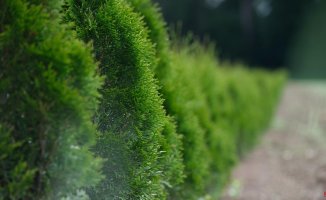 What is the best time to prune my garden hedges?
